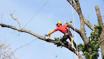 Trondheim Trefelling